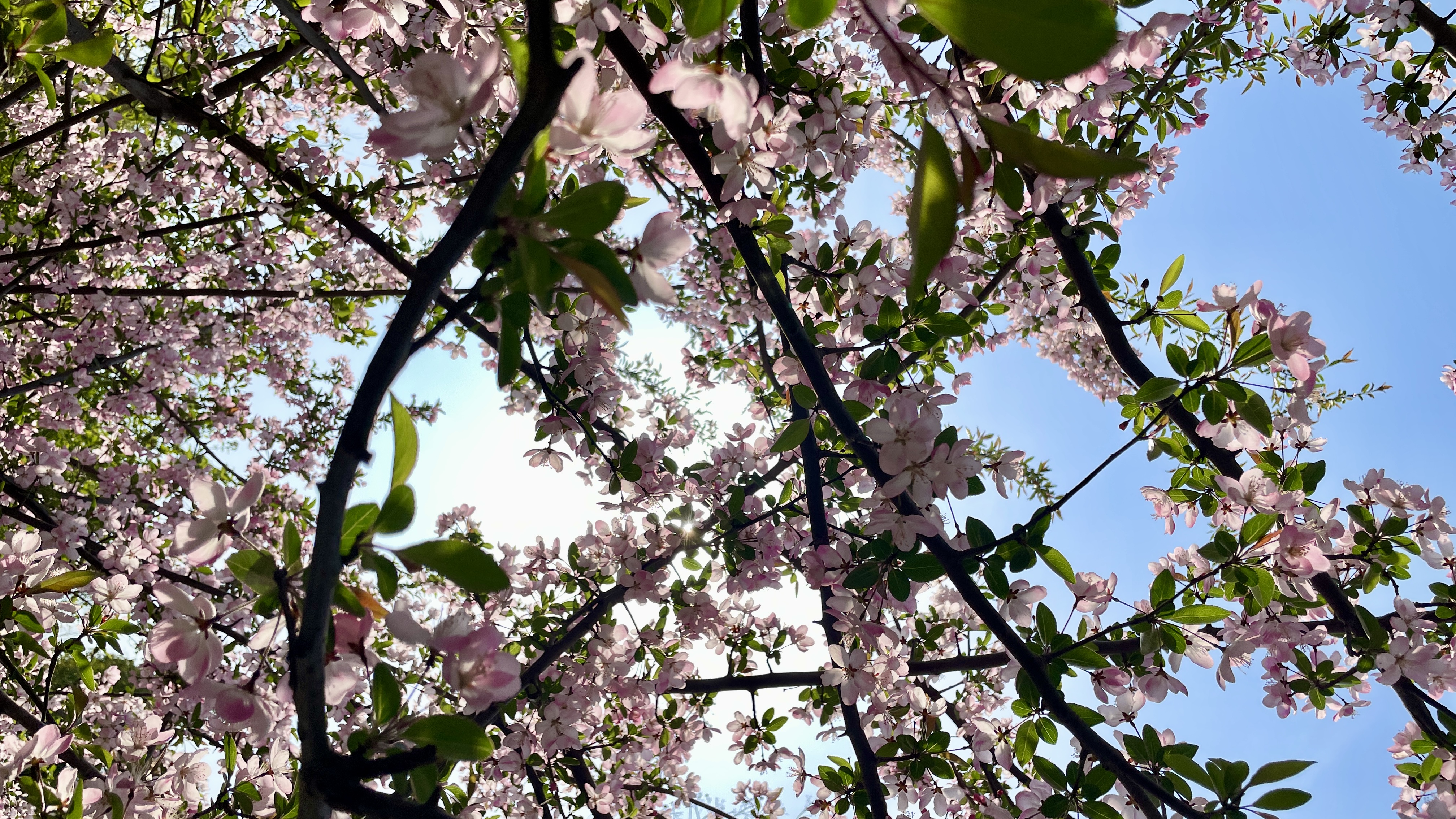 《春风拂过，花含春》