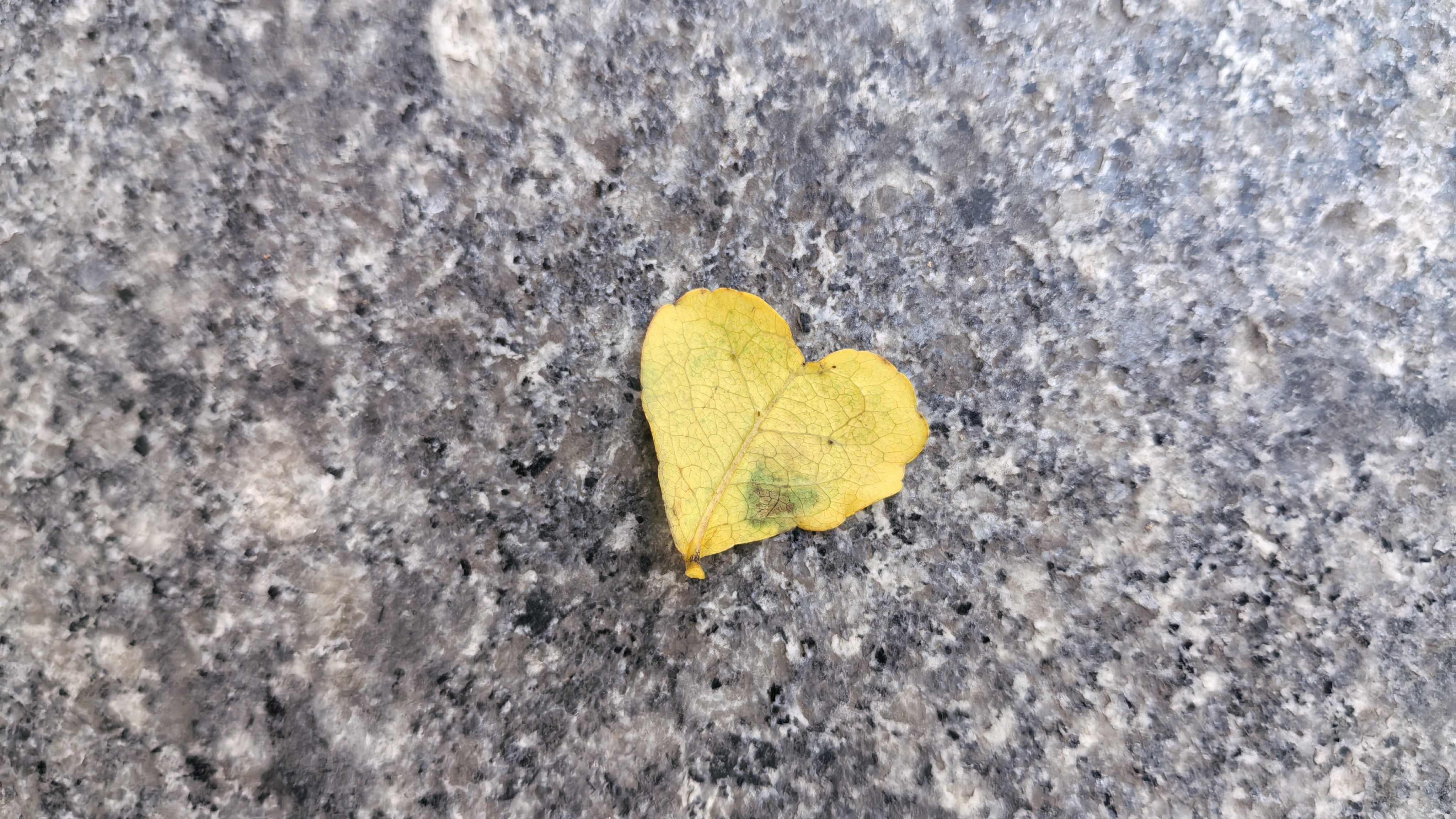 落叶虽黄，但有更浪漫的一面