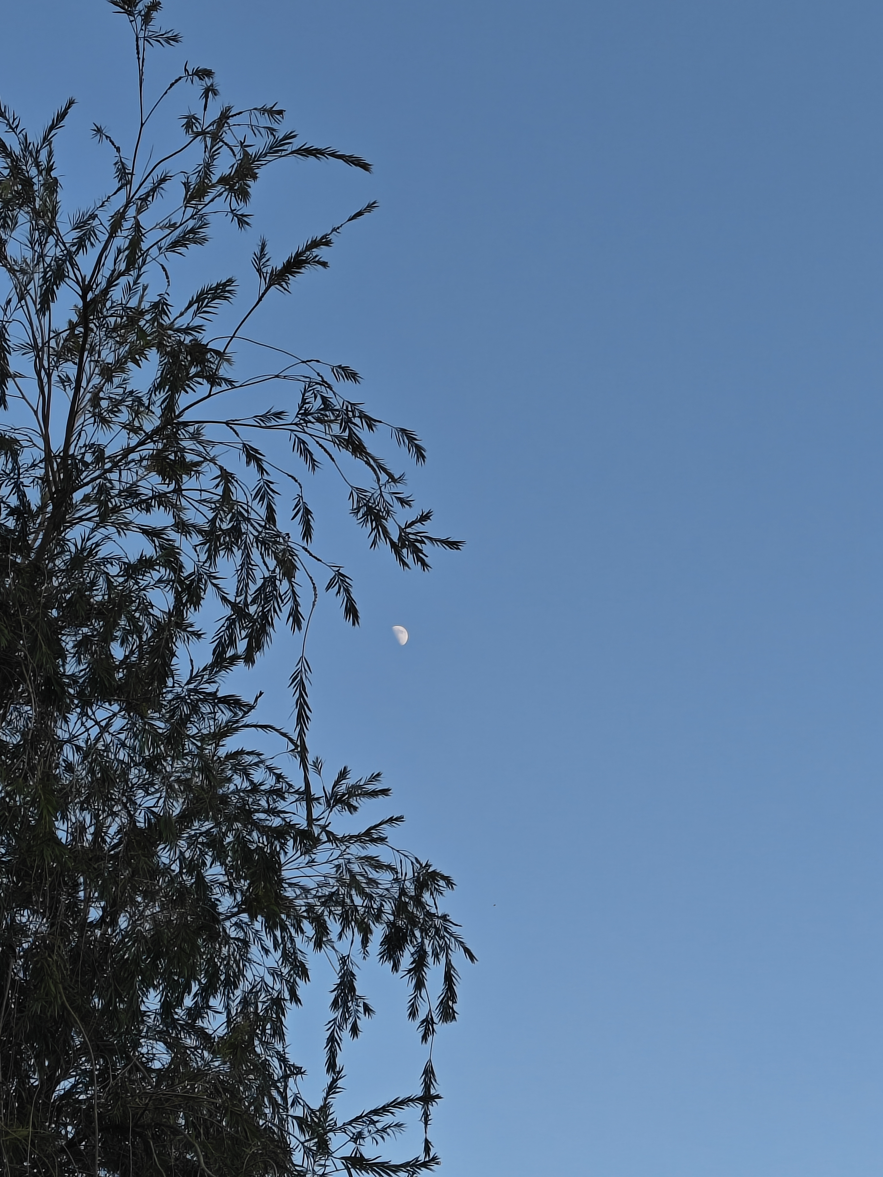 白昼月影淡如纱，轻拂云霄似梦华。