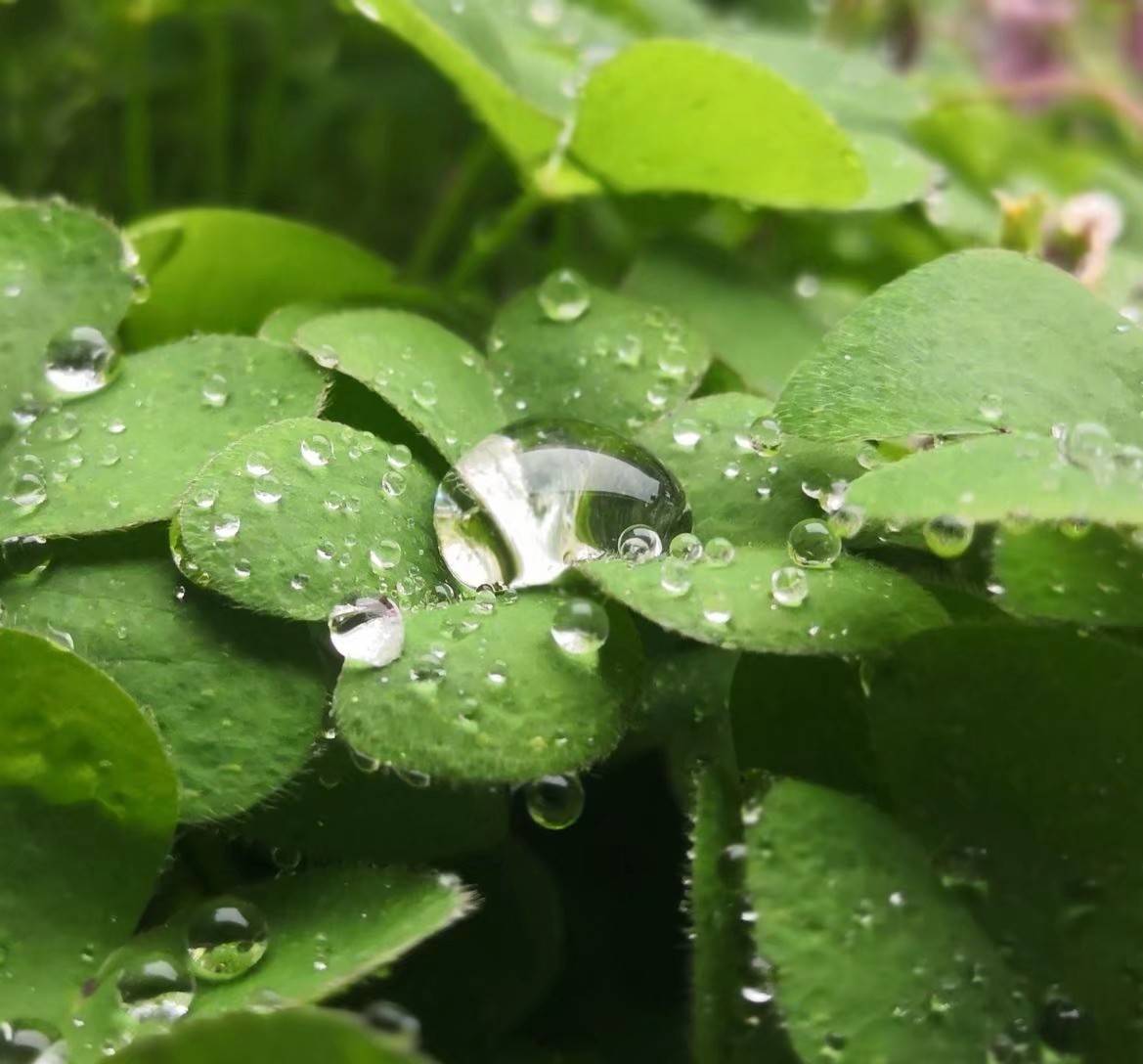 露水