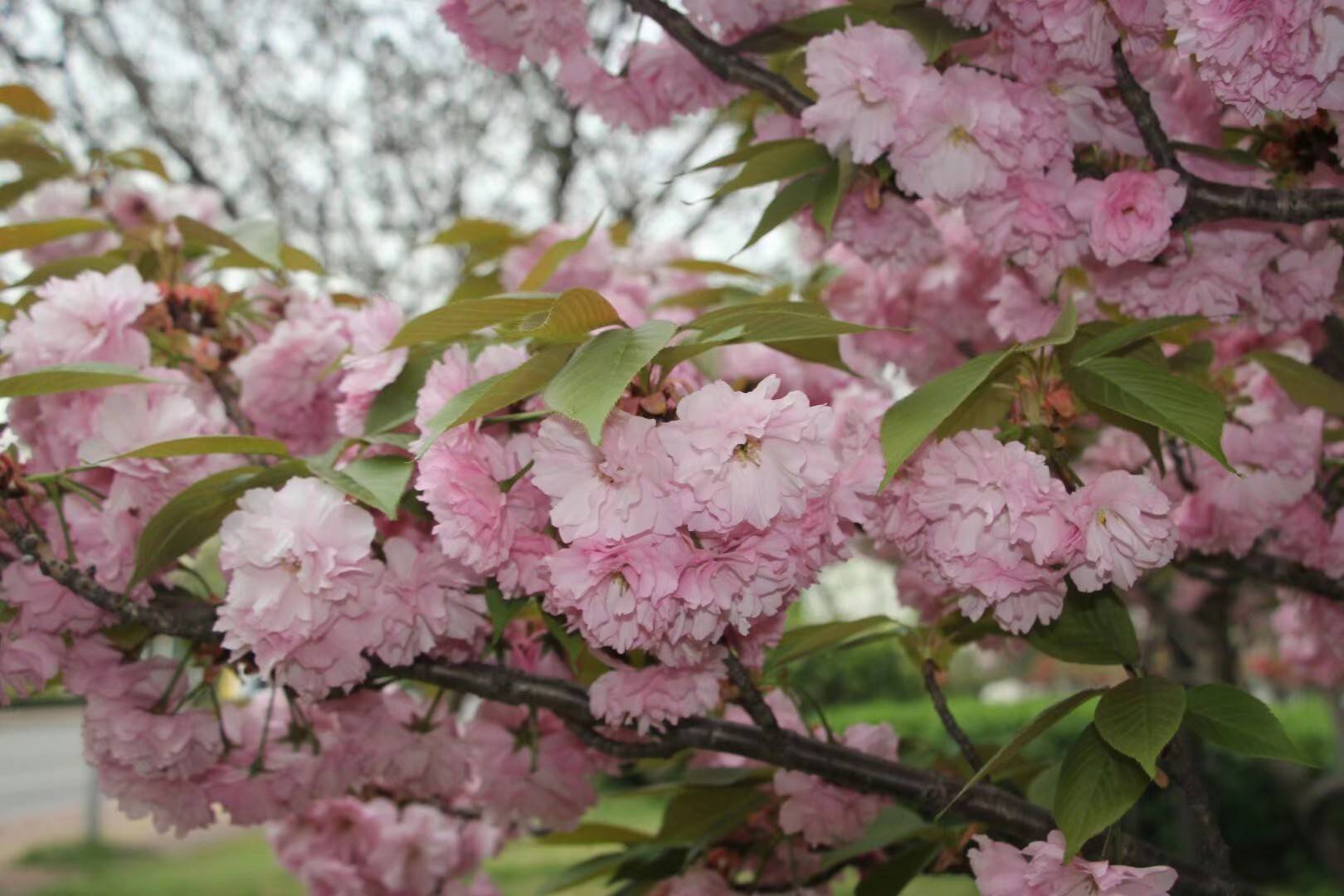 质朴·繁花