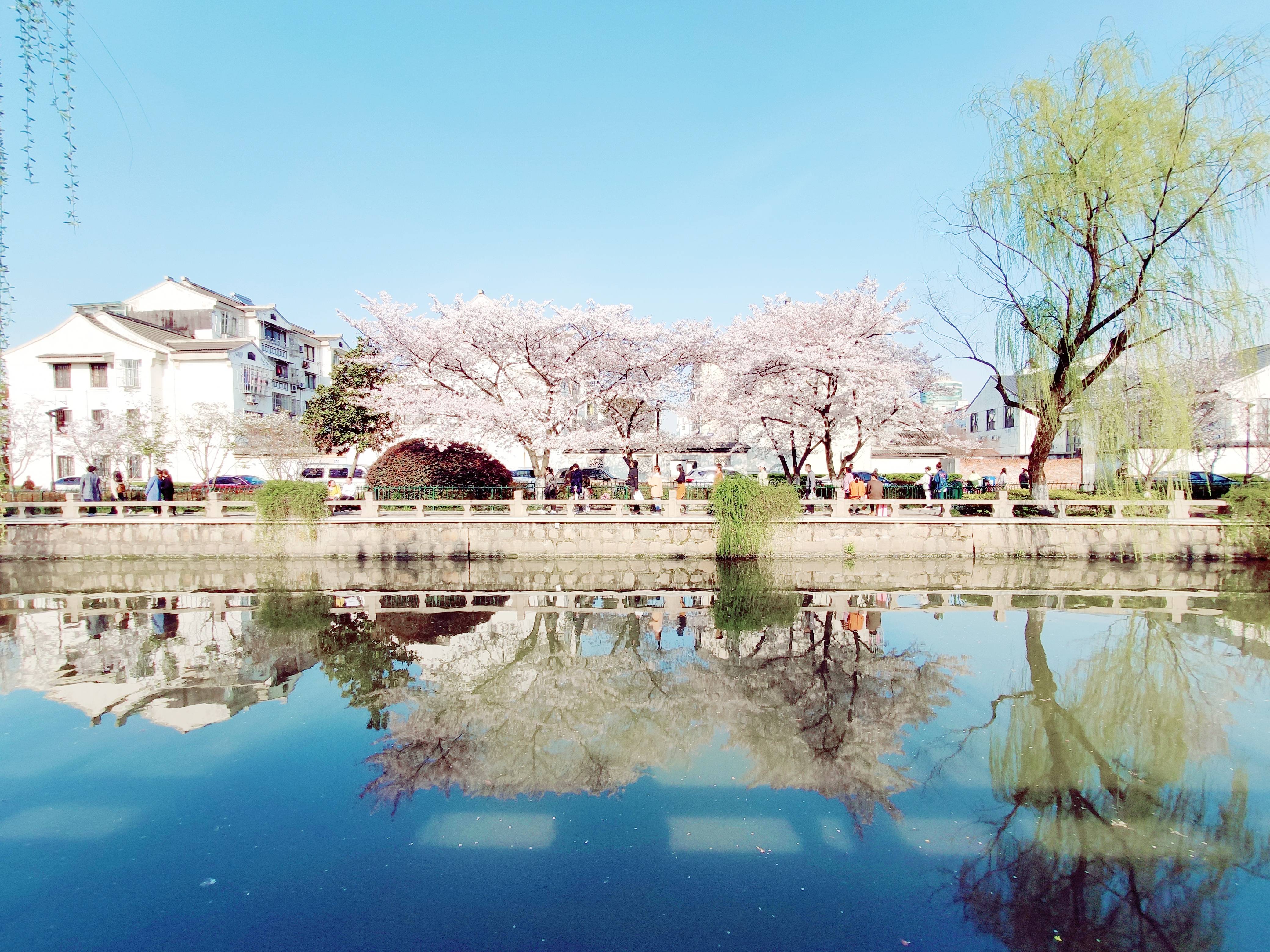 常熟老城，仙境樱花