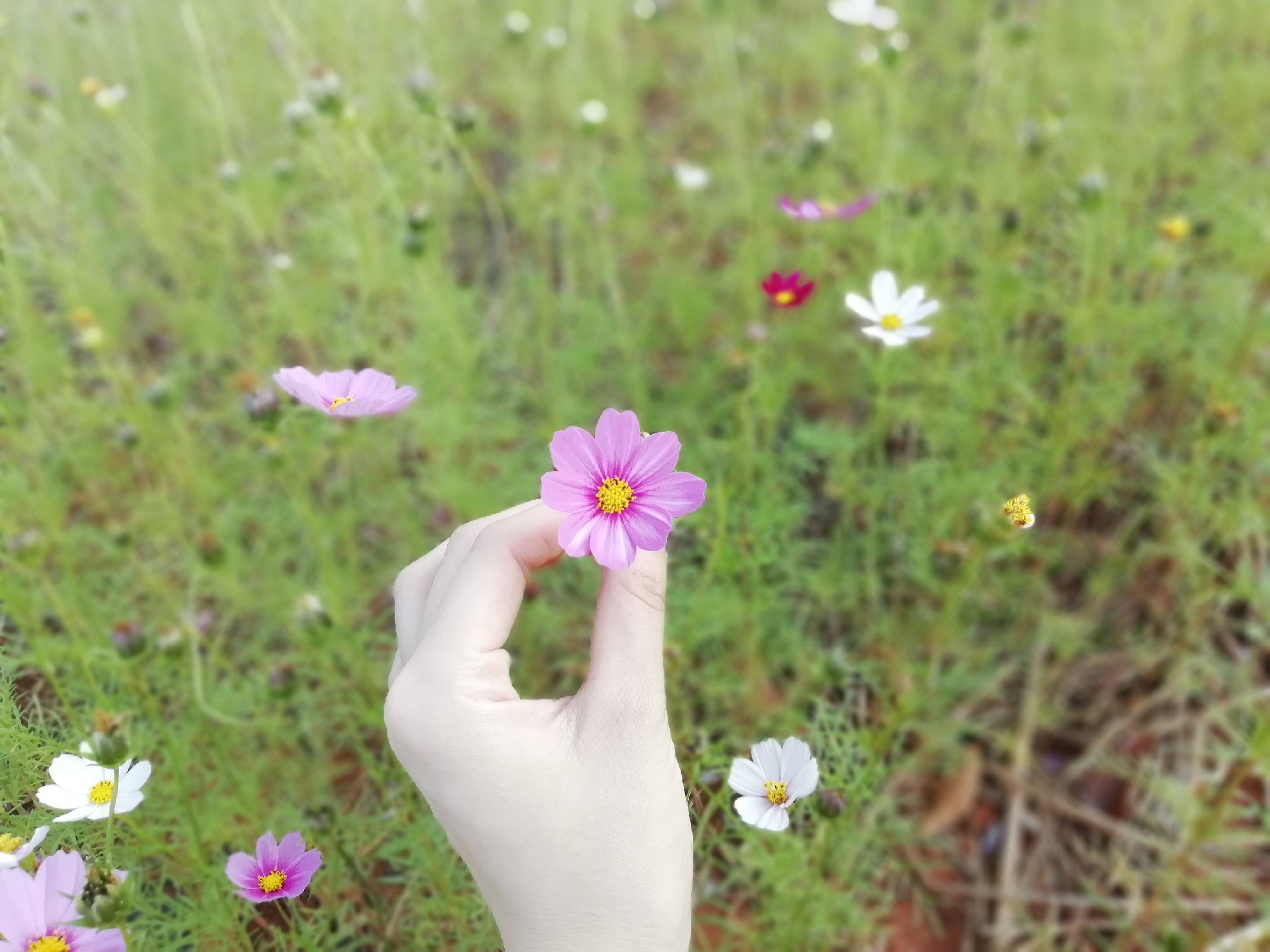 春风花草香