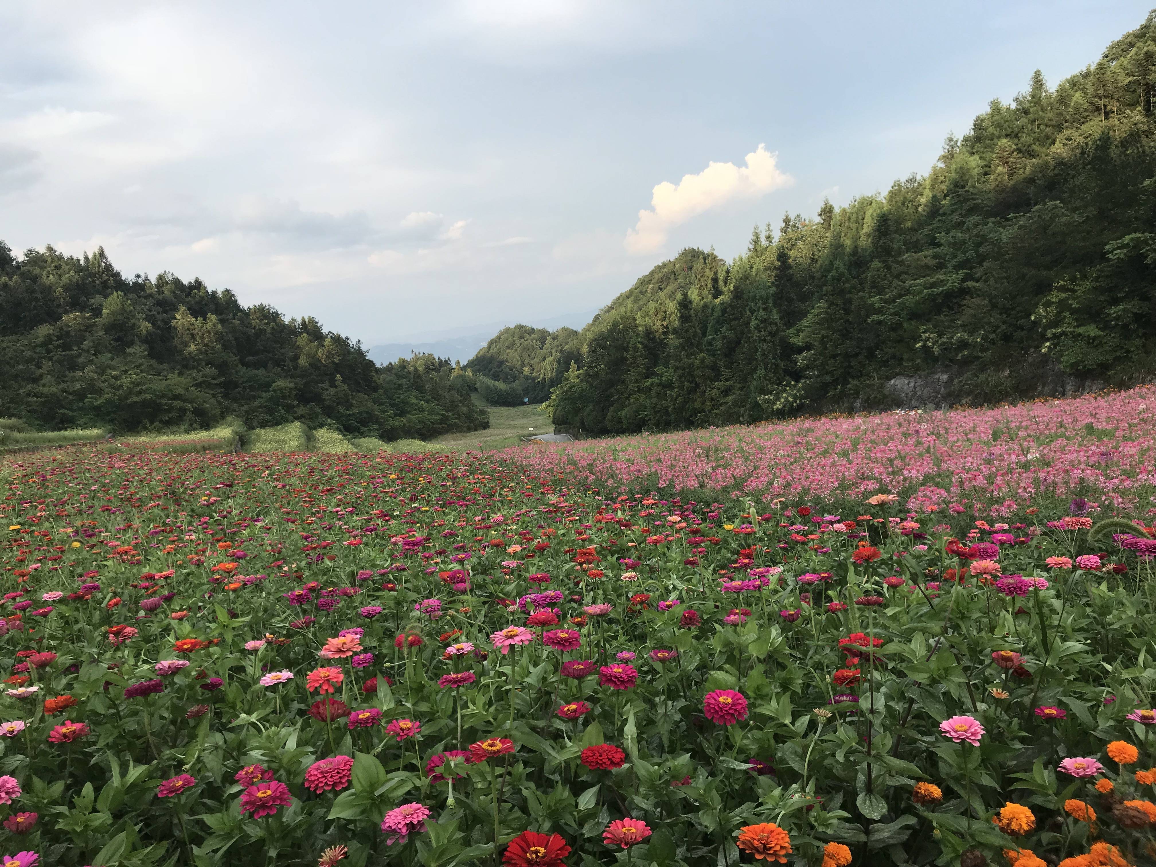 花海