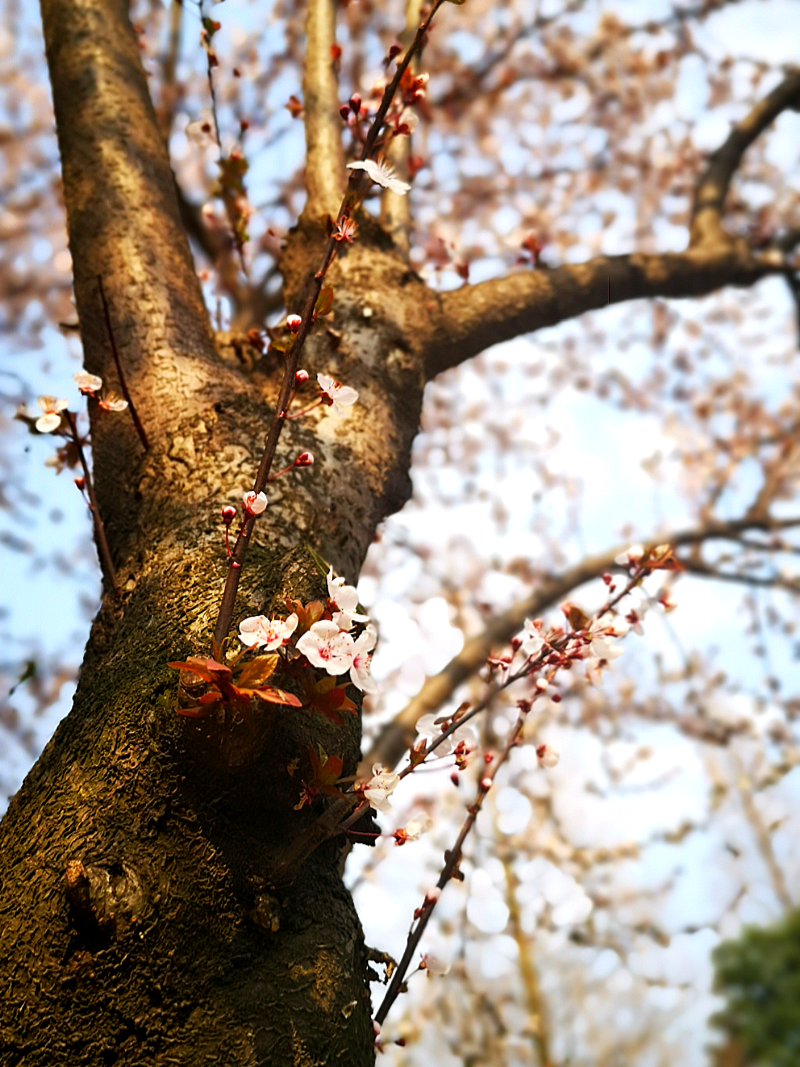 花间集——城市里的精灵