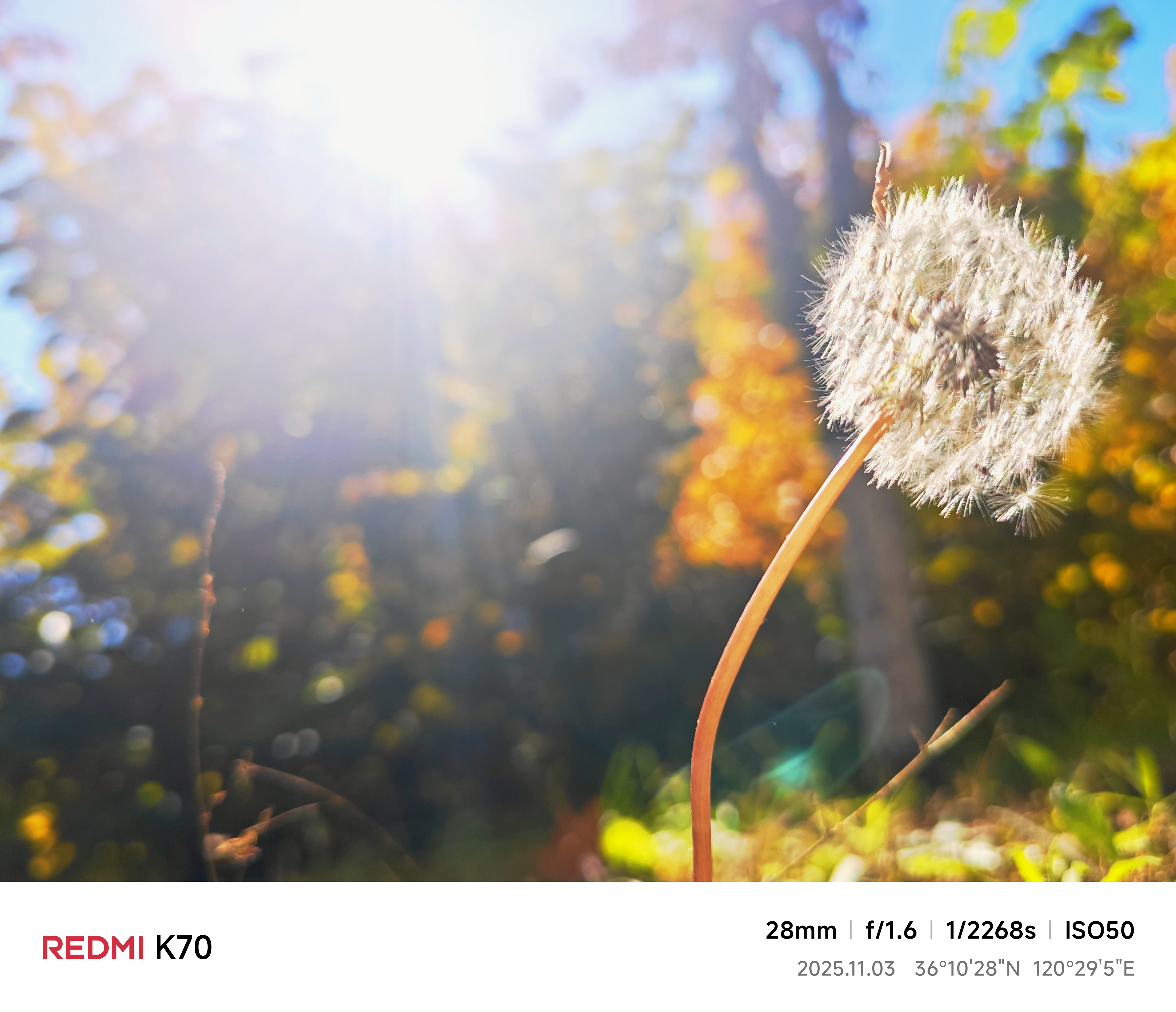 暖阳下蒲公英的絮语