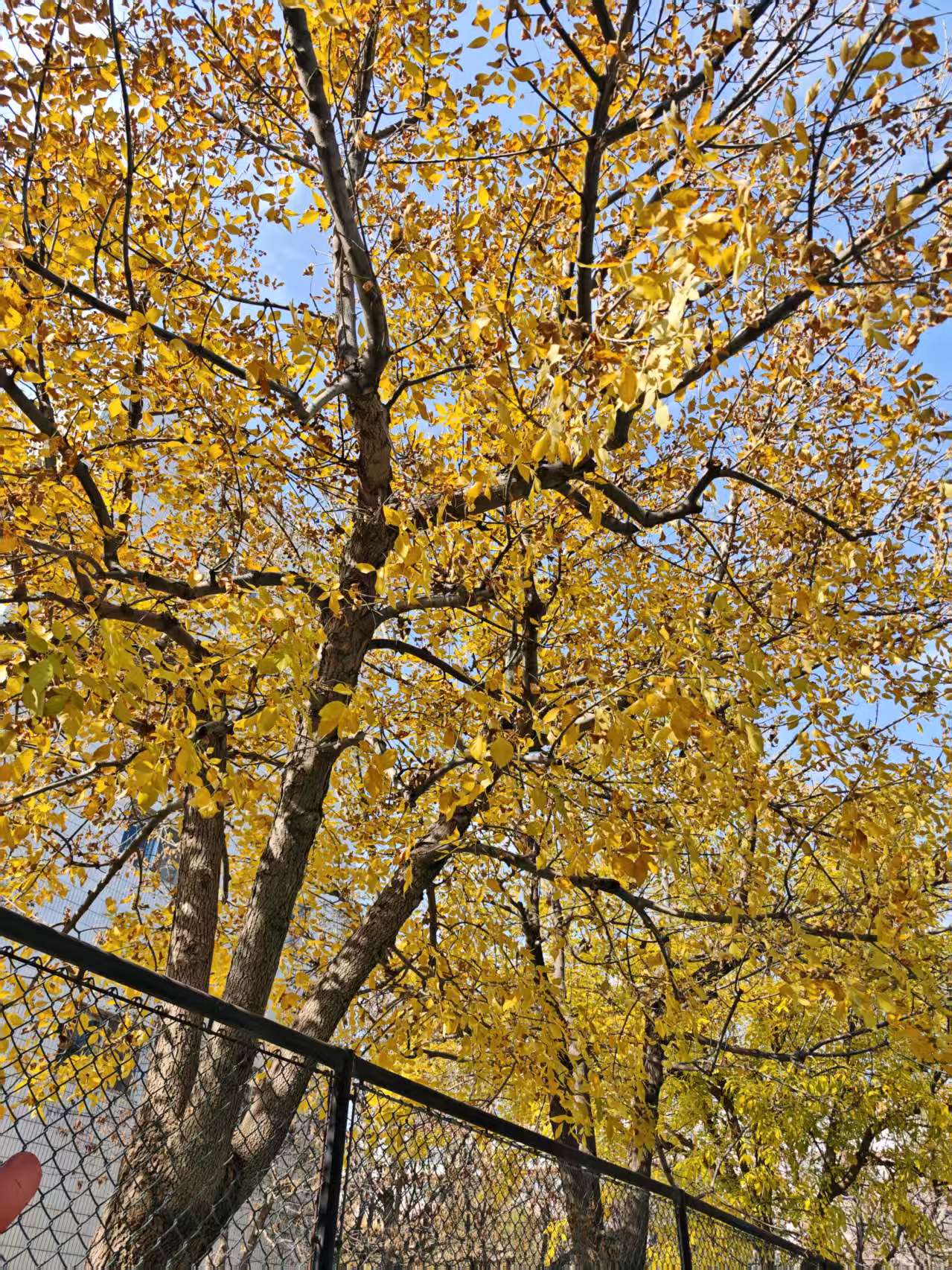 《金叶满枝，裁碎晴空》