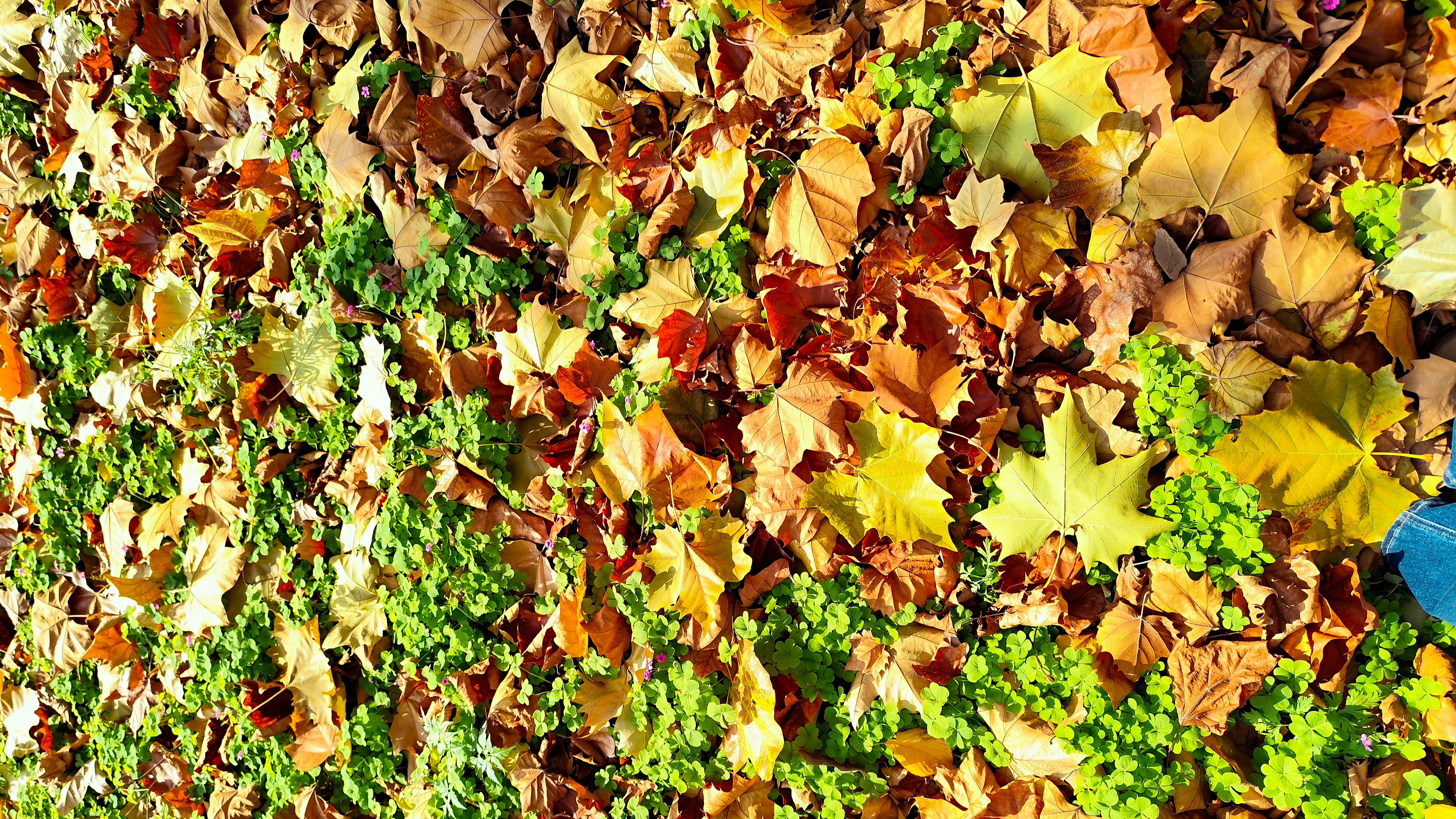 执笔秋色  见金知秋