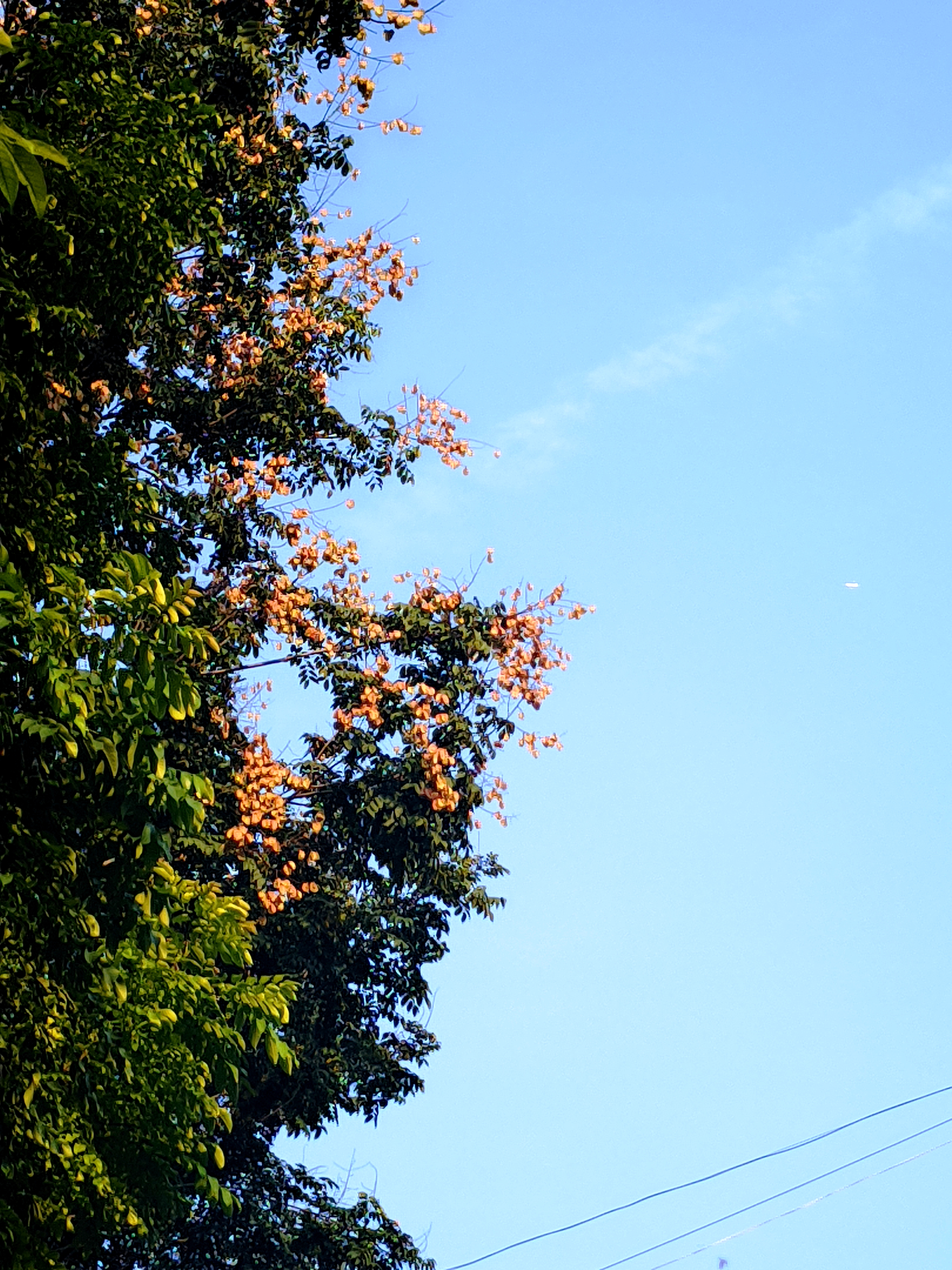 《橙花织就的天际诗》