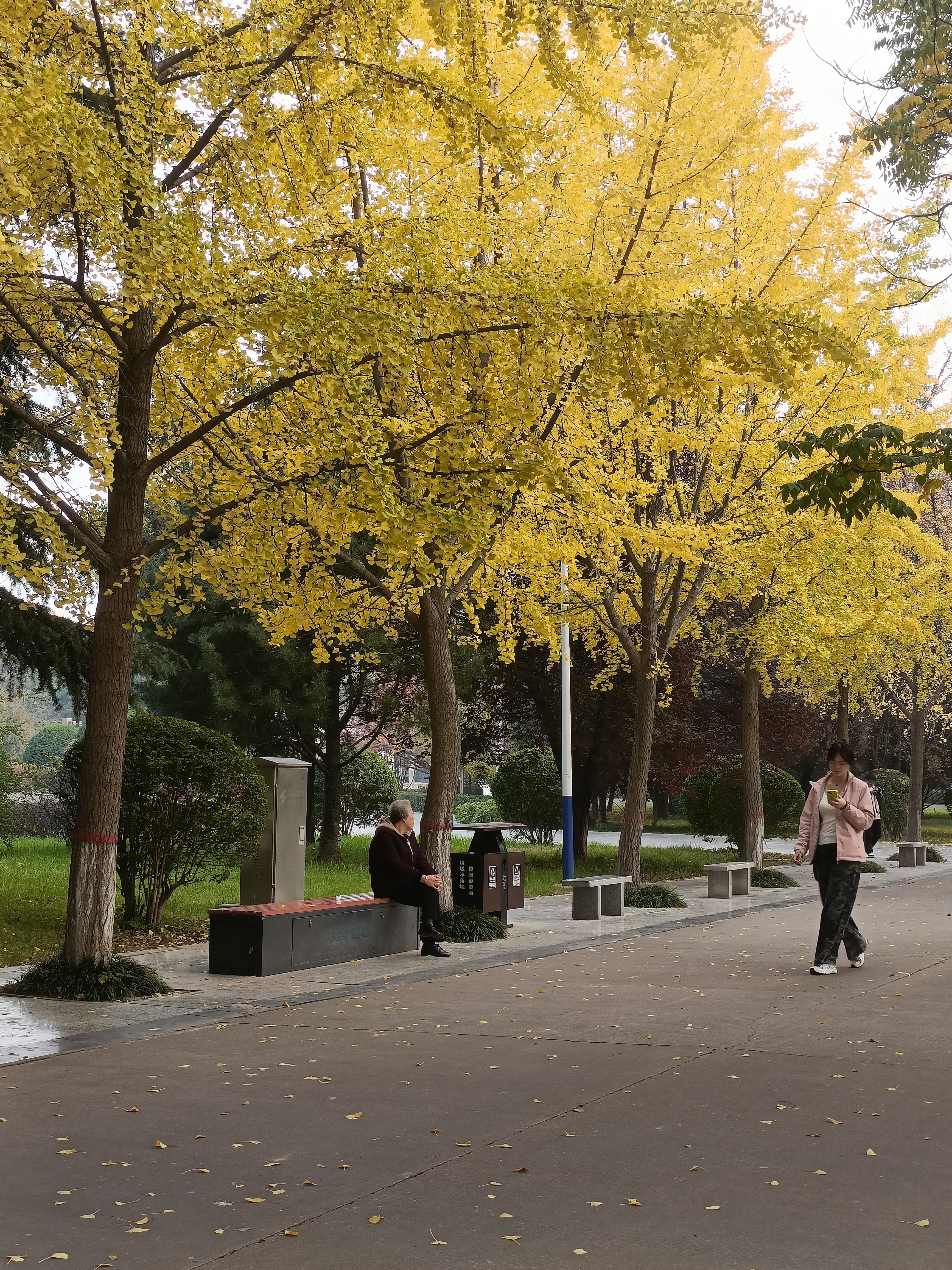 《银杏季里的慢与行》
