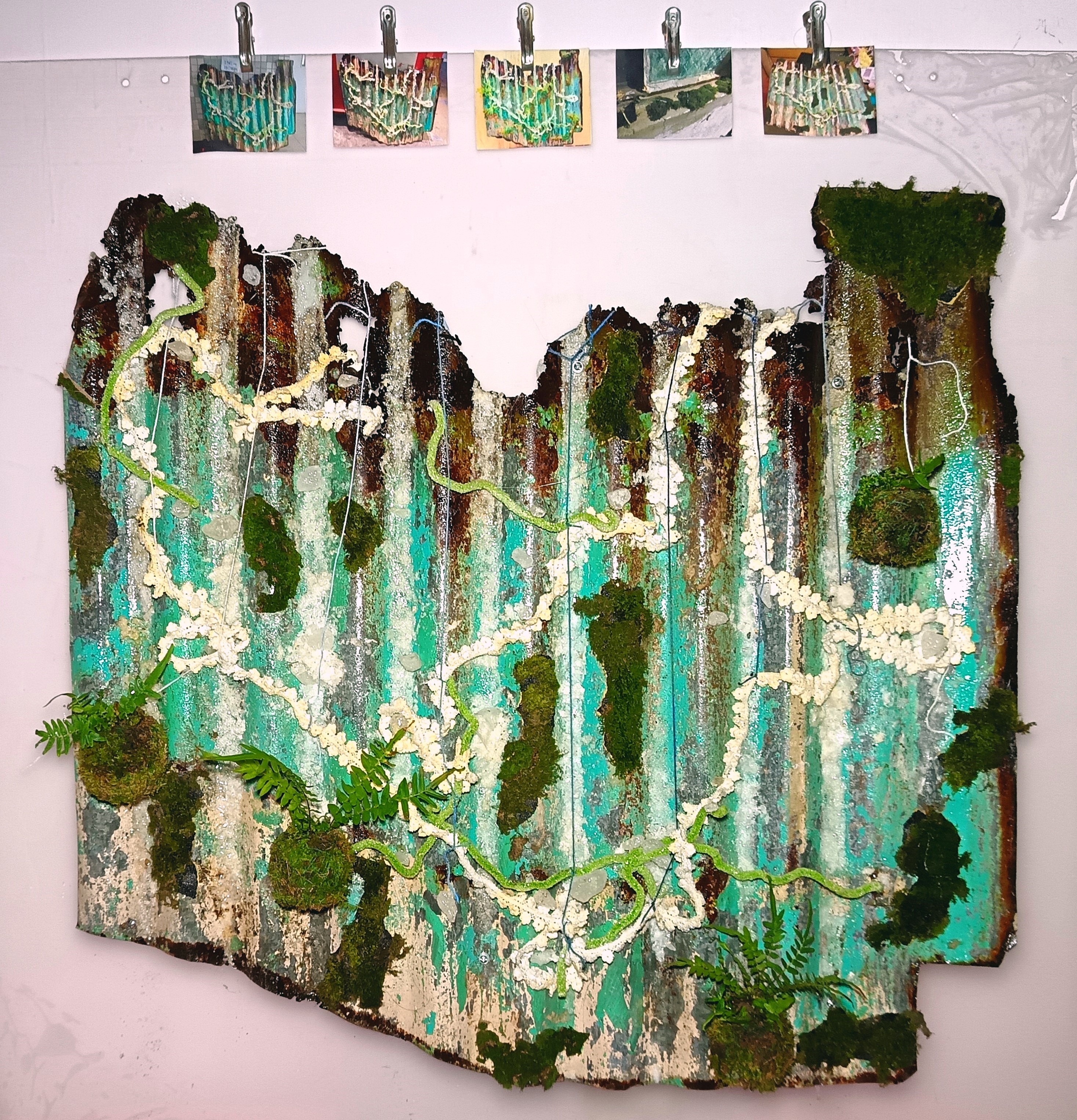 《鐵皮 植物 晶體》