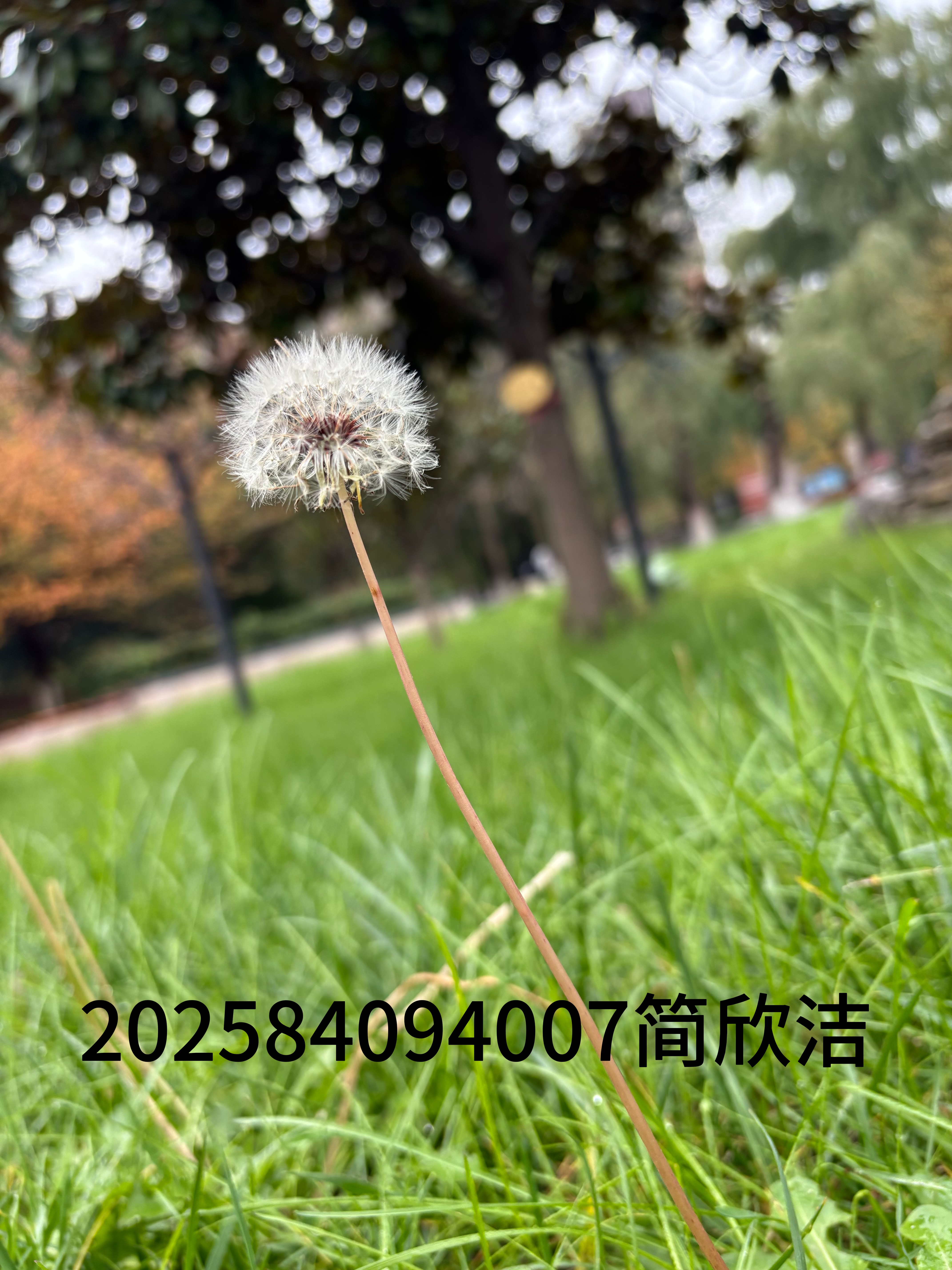 白鹦绣球