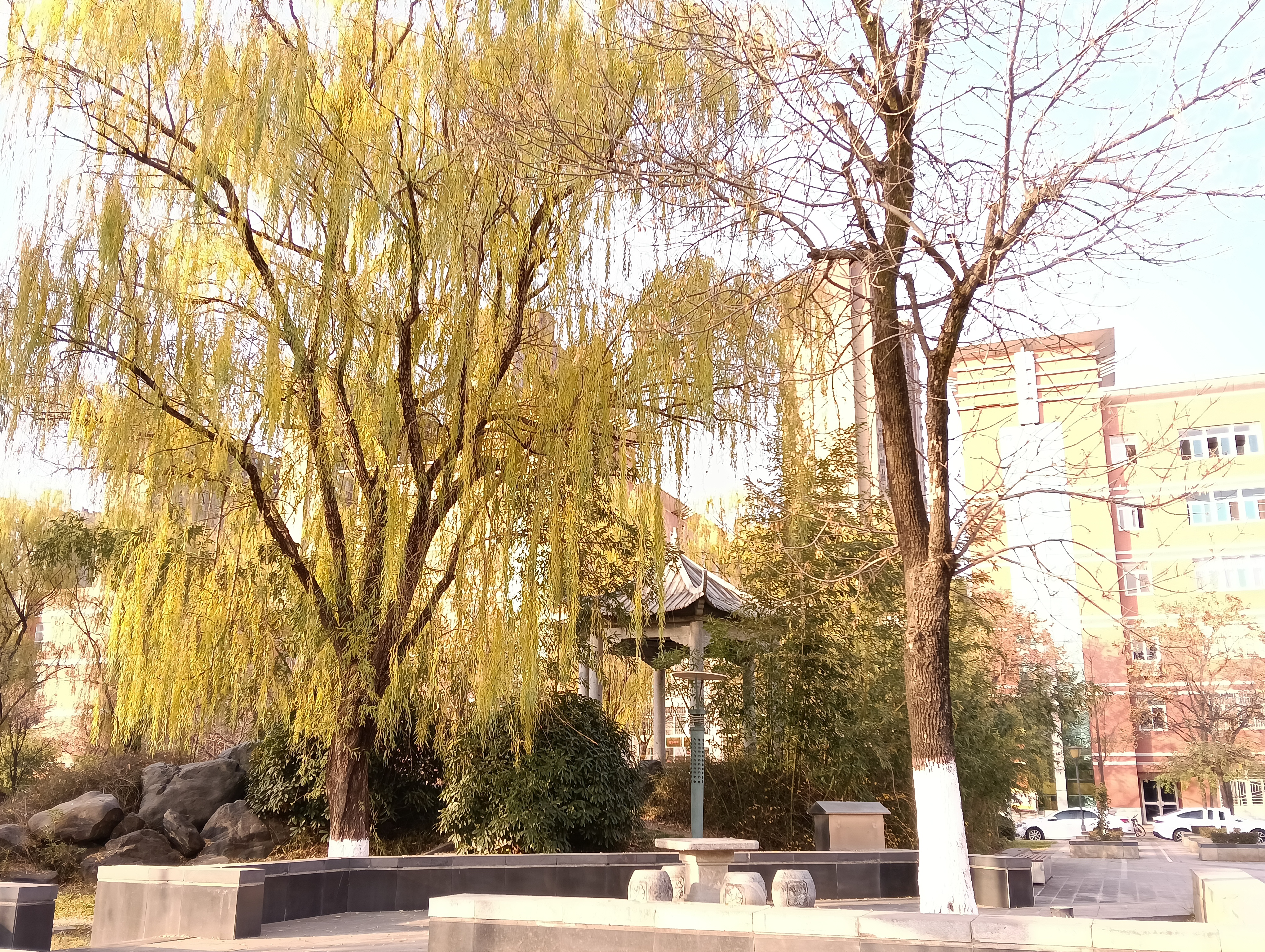 《蒲公英的约定》