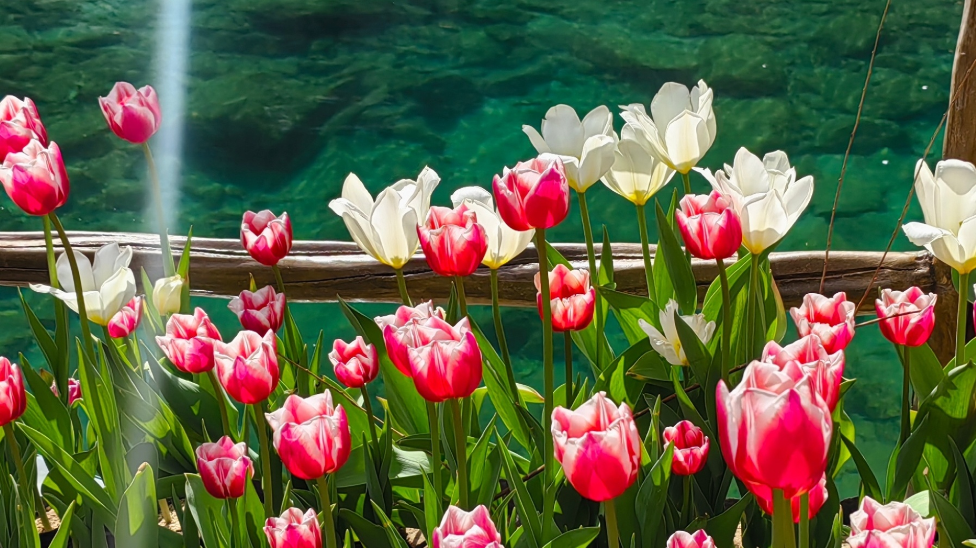 《郁金映碧波》