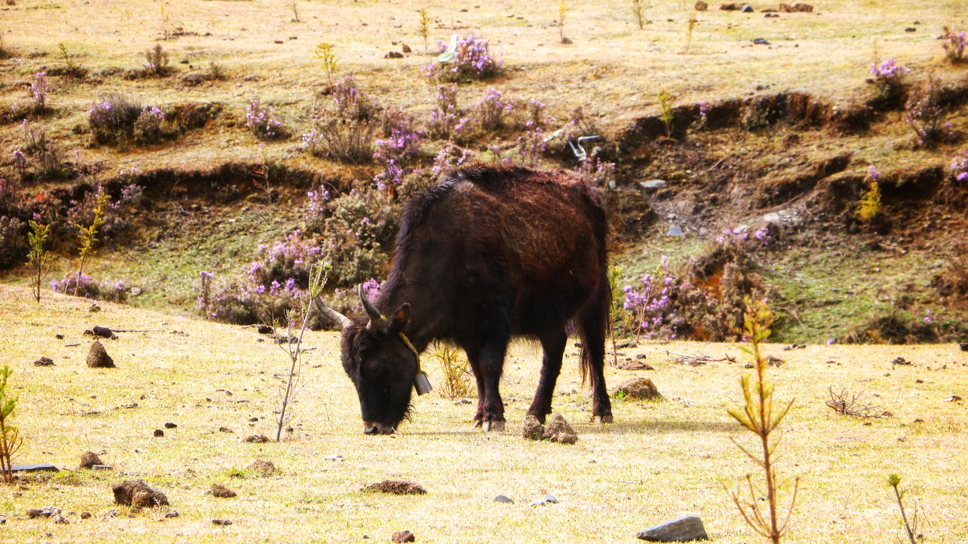 牧歌里的黑珍珠