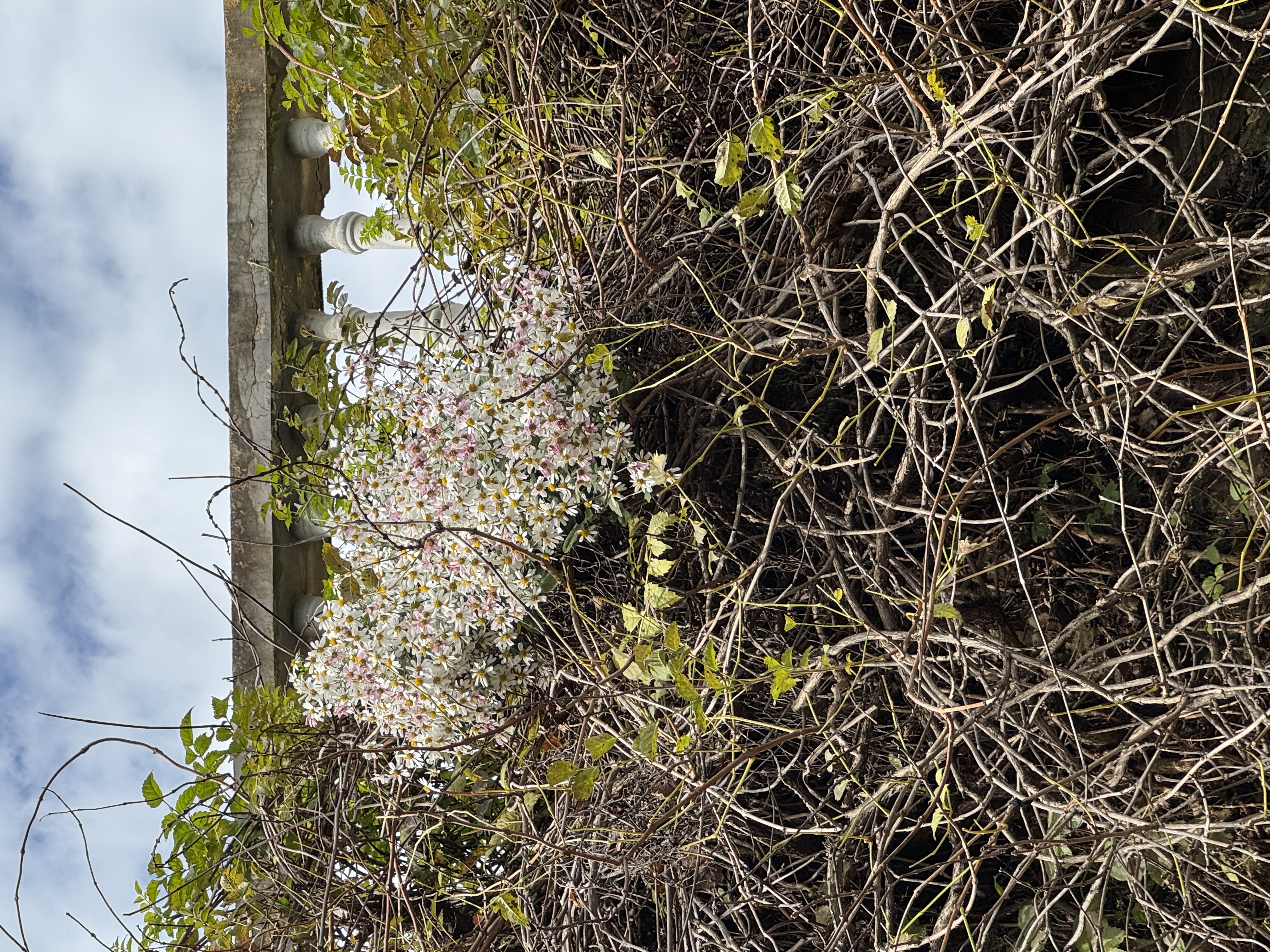 秋天的最后一簇生机