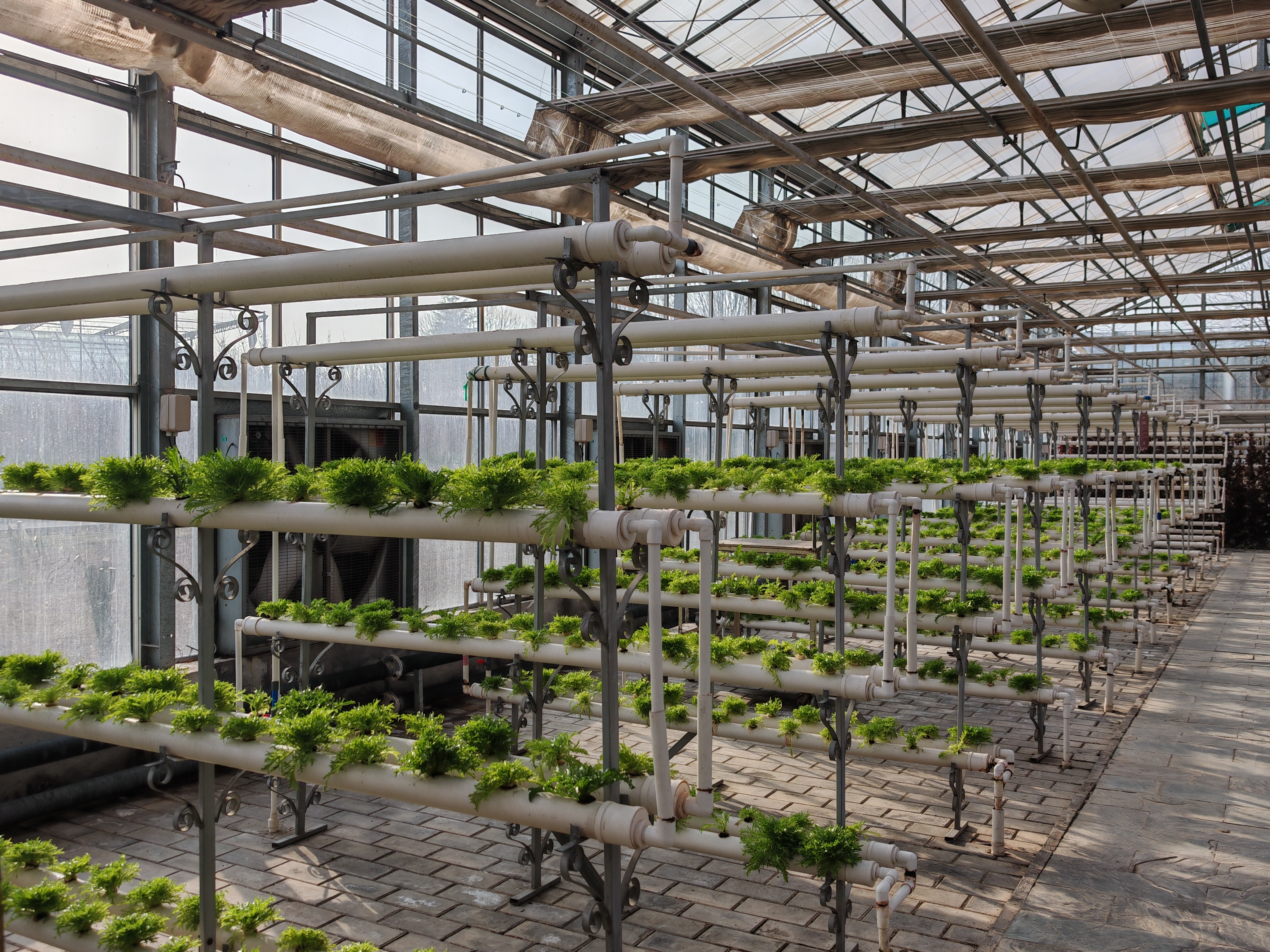 无土栽培，高端农业科技