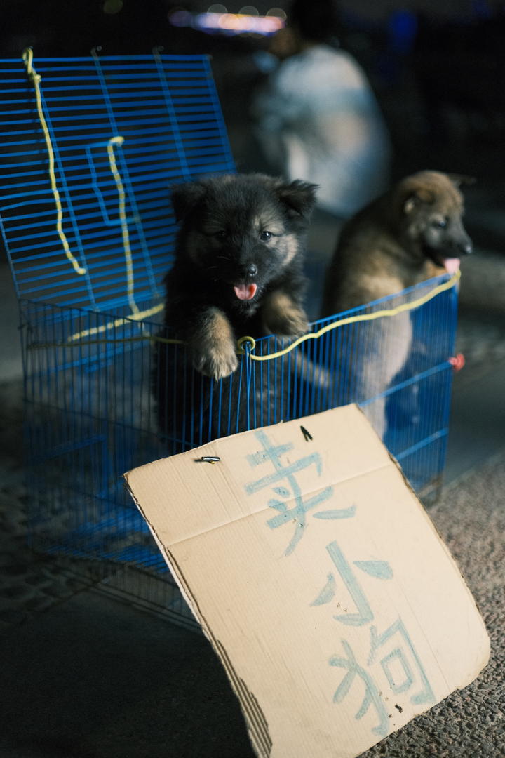 卖小狗